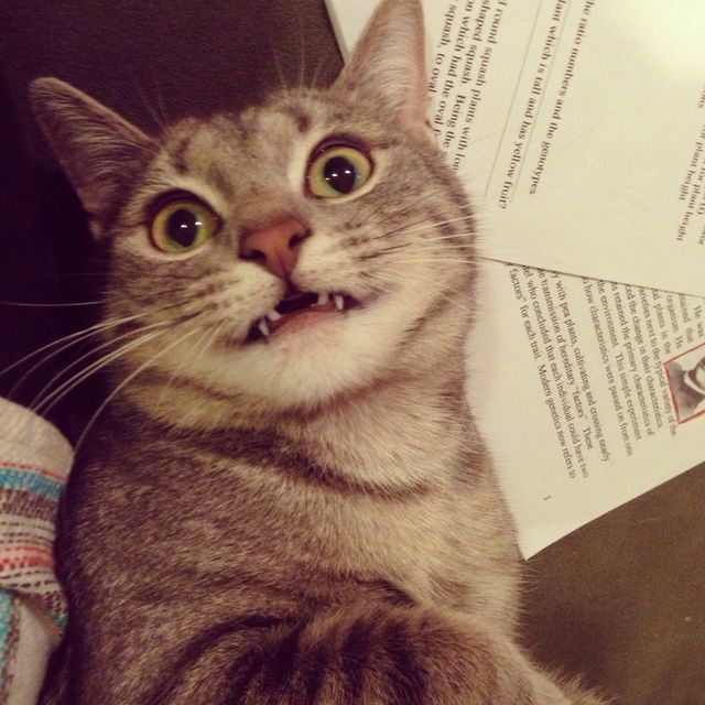 Say cheese