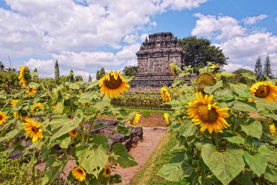 beauty of Mendut temple in Indonesia with sun flowers