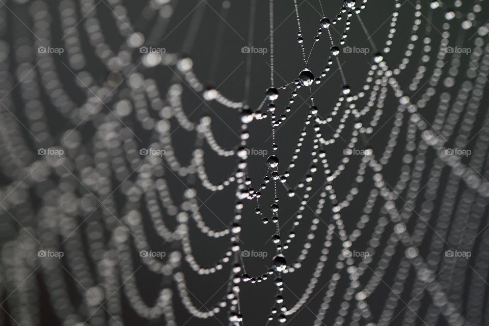 Spiderweb