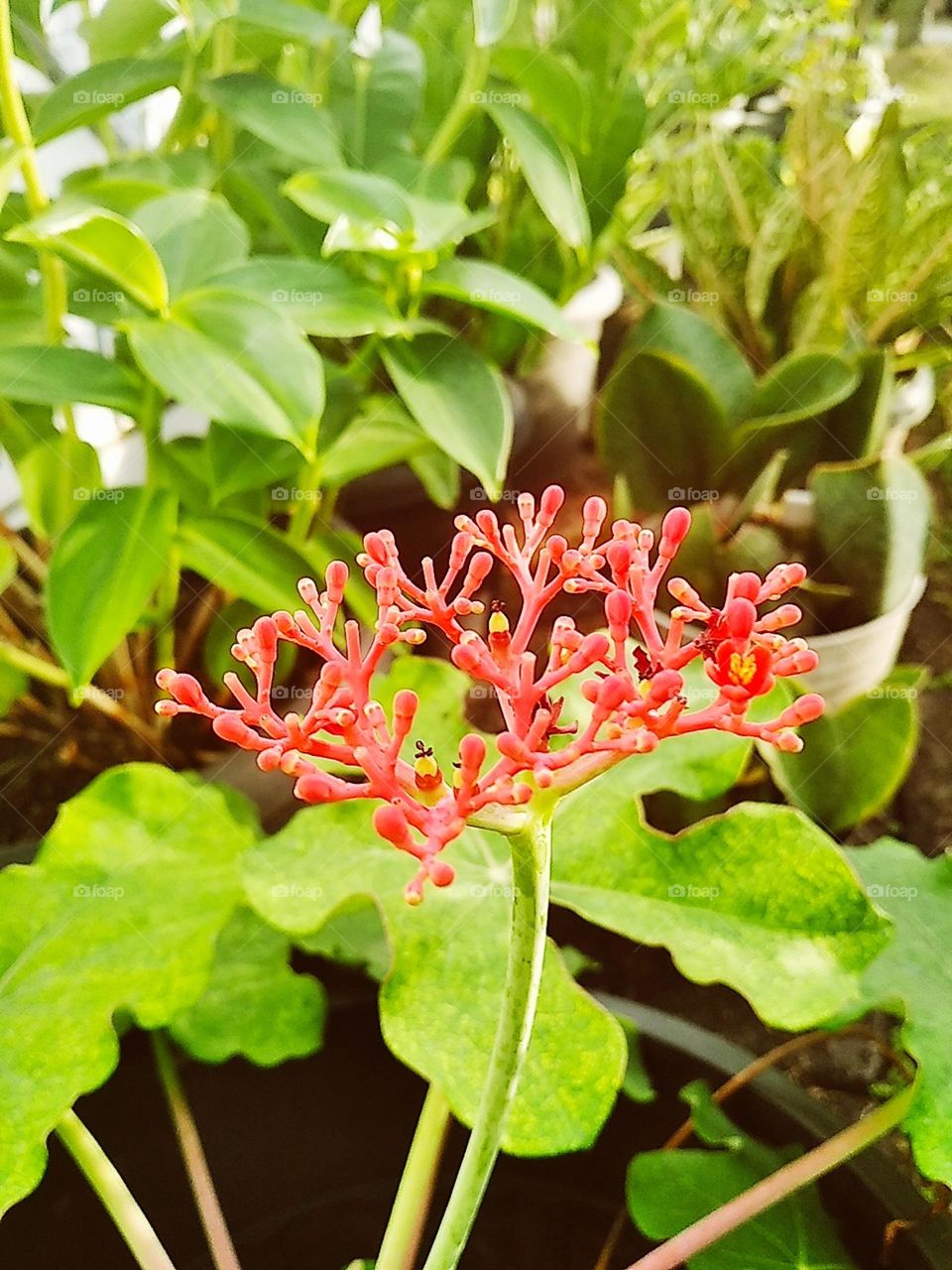 Red flowers plants