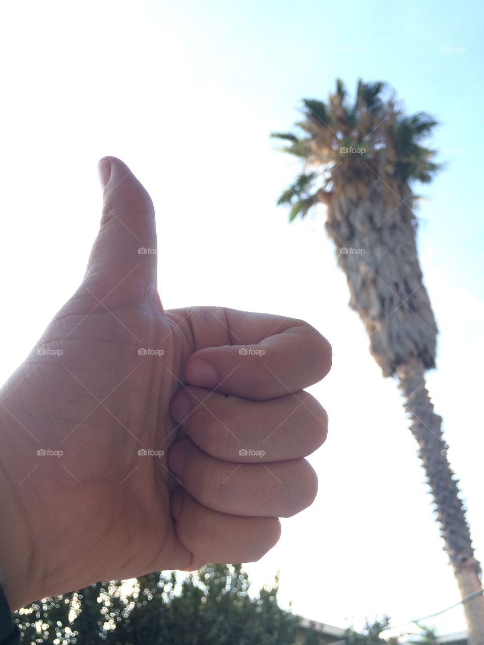 Palm tree thumbs up