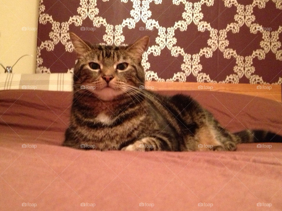 Ralph the Tabby cat at rest
