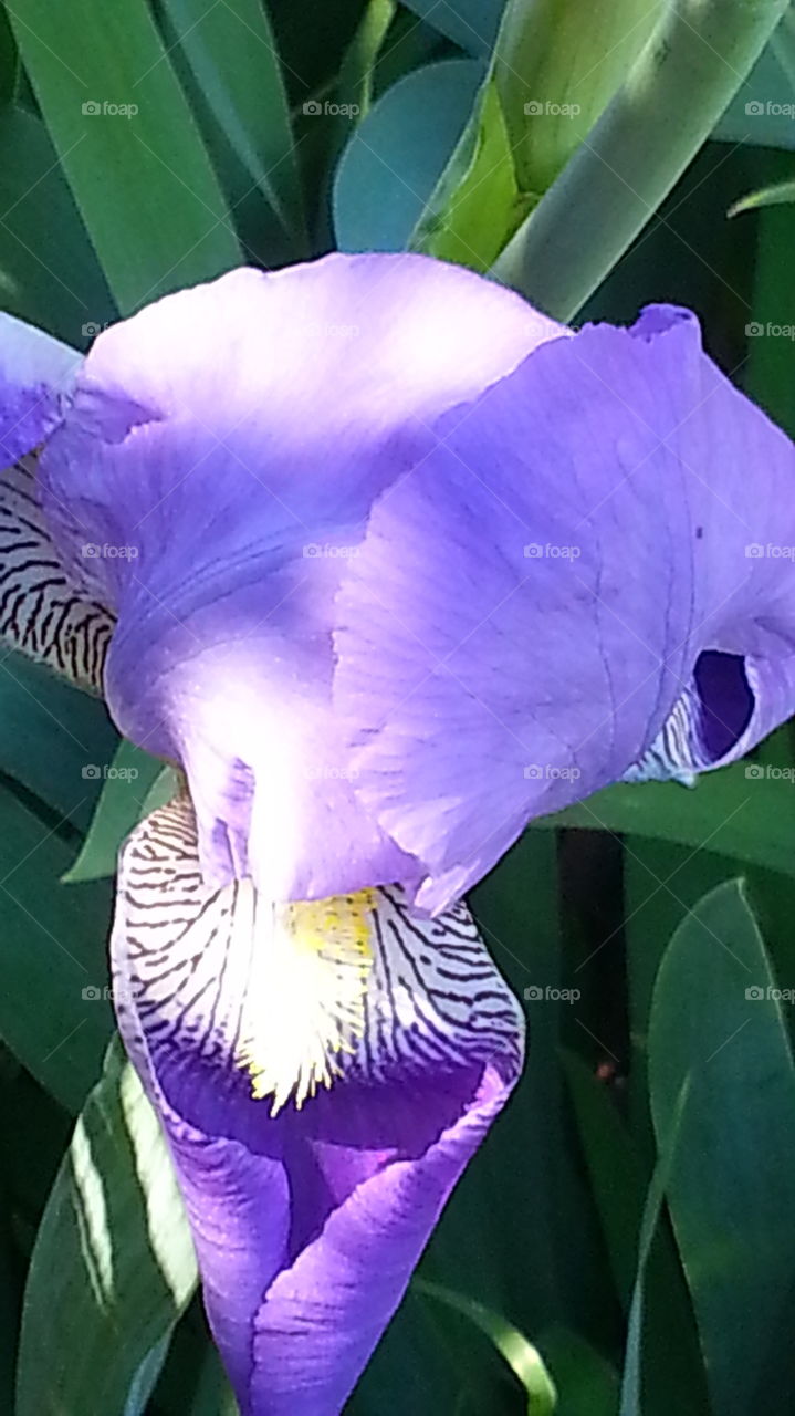 purple Iris