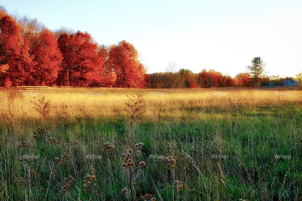 A pasture at dusk 