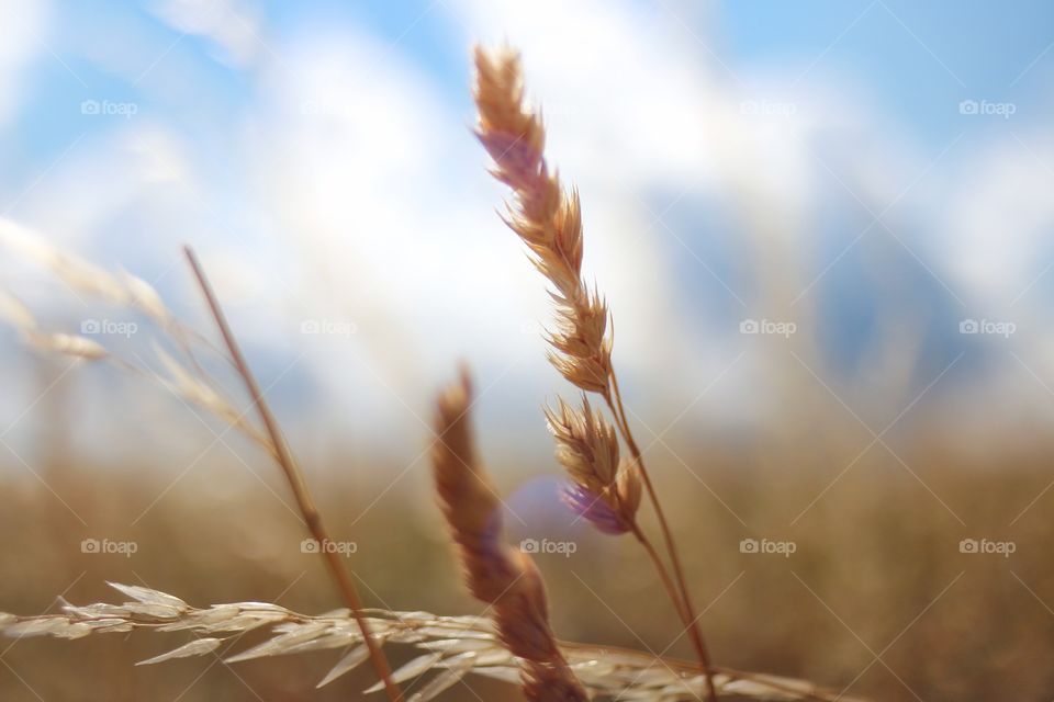 Wheat plants bokeh 