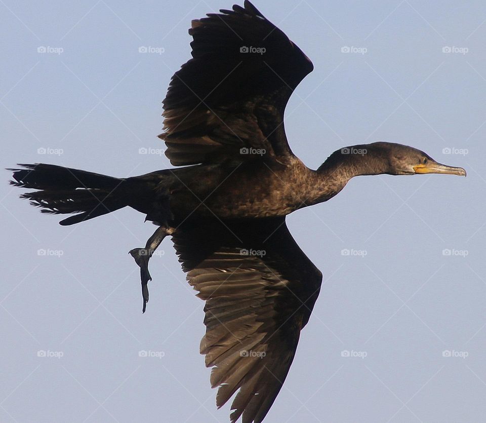 Cormorant in Flight in Arizona