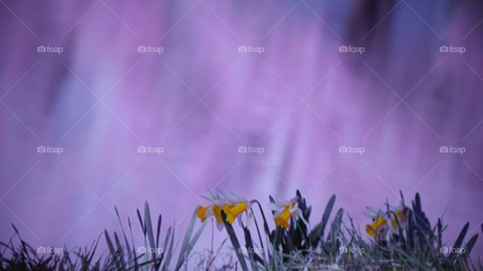 Flower, Blur, Nature, Grass, Field