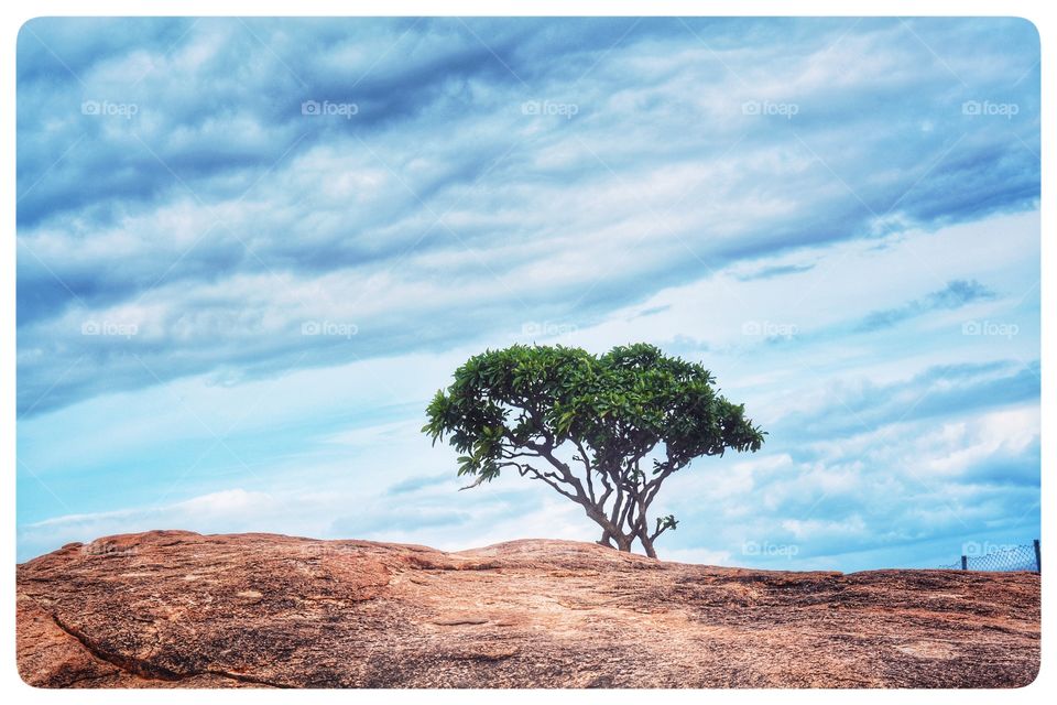 The sovereignty of the lone tree