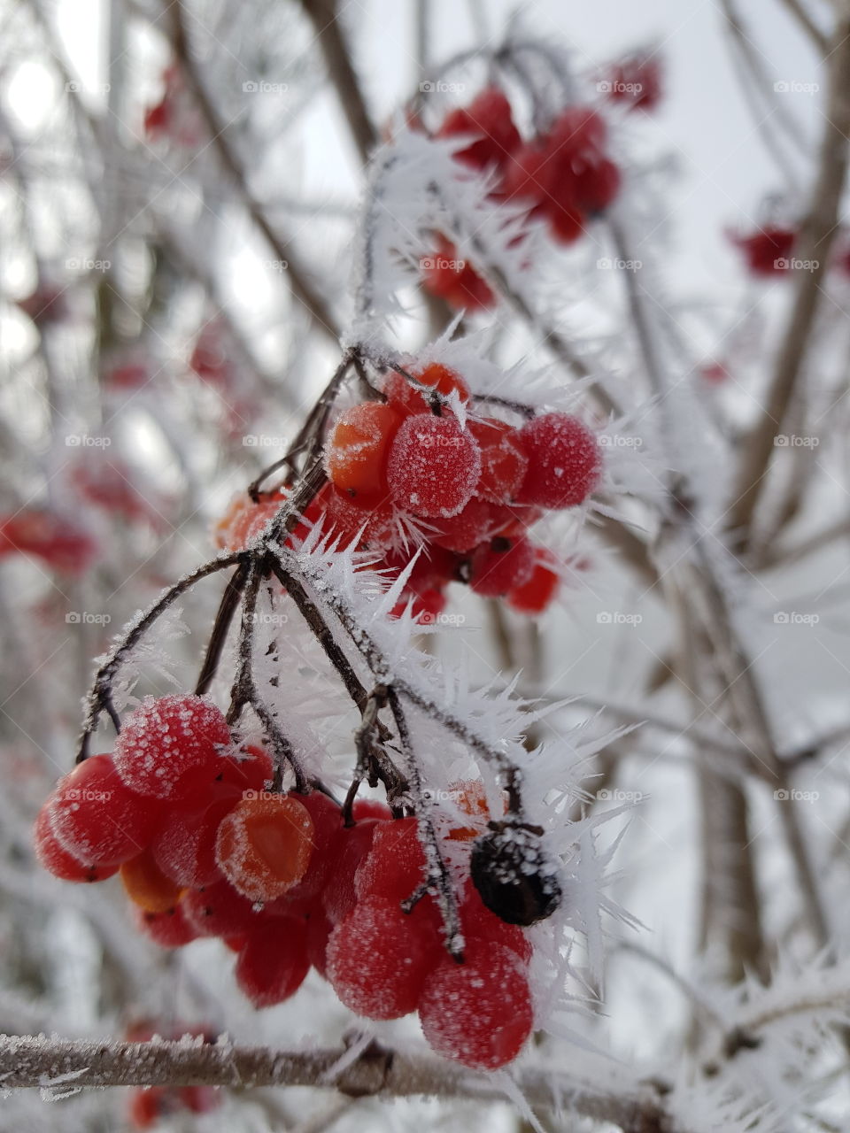 Red Frosted Berries