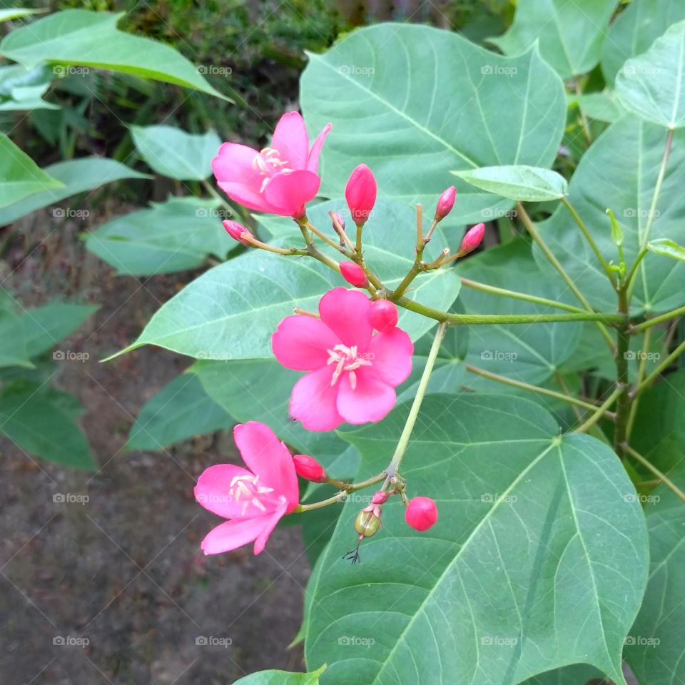 Pink flower on the park