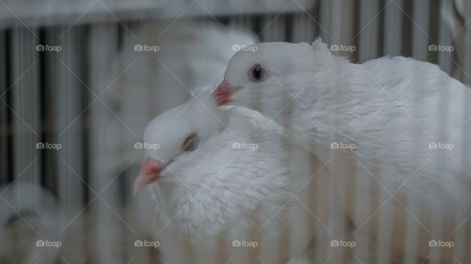 a pair of white doves