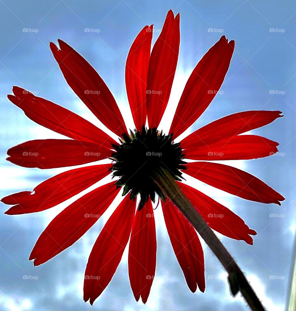 Bold bright red color ecalyptus under the sun light 