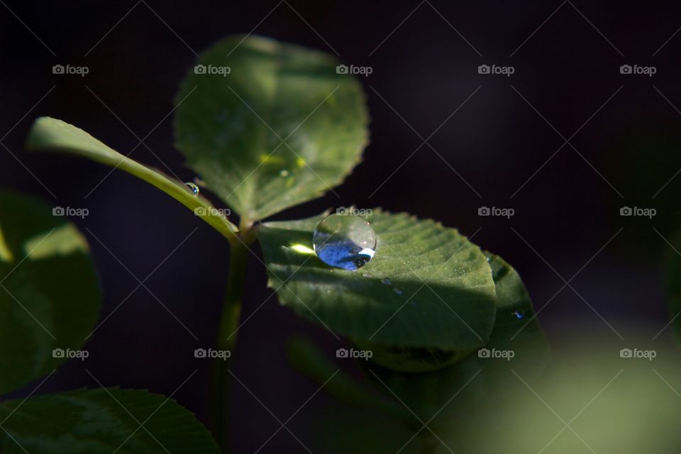 Water droplet 