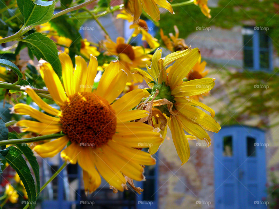 Close-up of yellow flowers against building in Neuruppin, Germany.