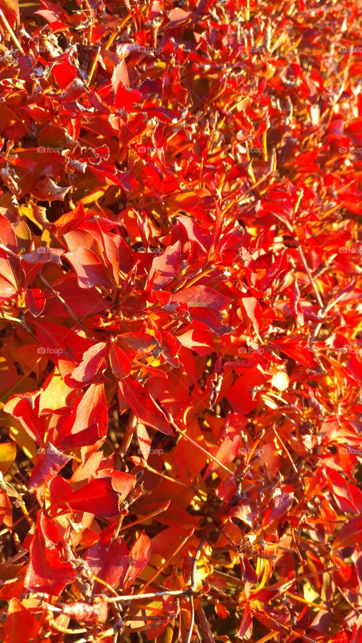 Autumn leaves in sunset