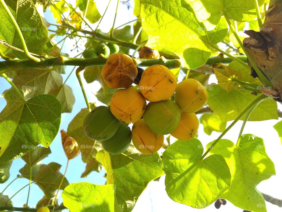 The green and ripe yellow jatropha fruit is very delicious but not for humans to taste because it is poisonous
