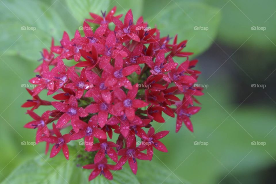 Red penta in dewdrops