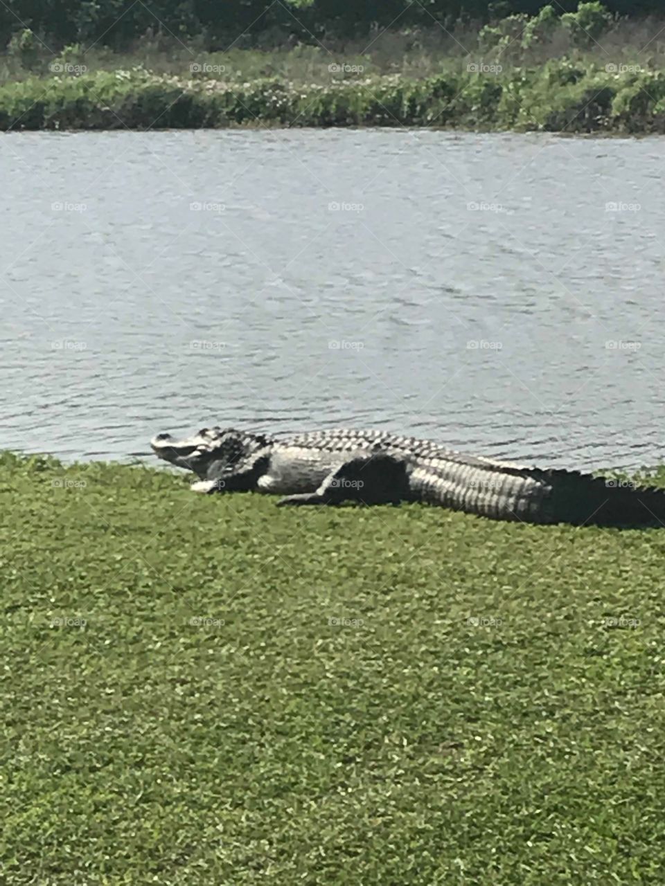 Golf Course Alligator 