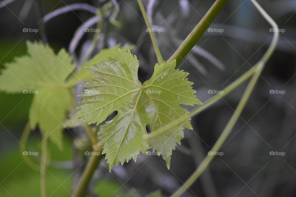 Grape leaf