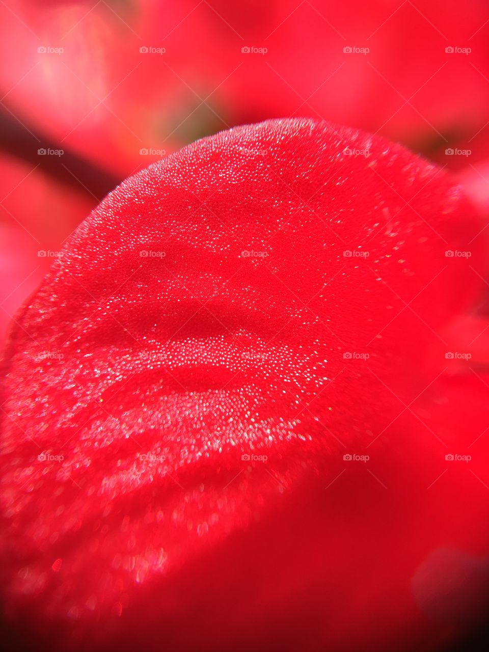 Sunlit begonia closeup