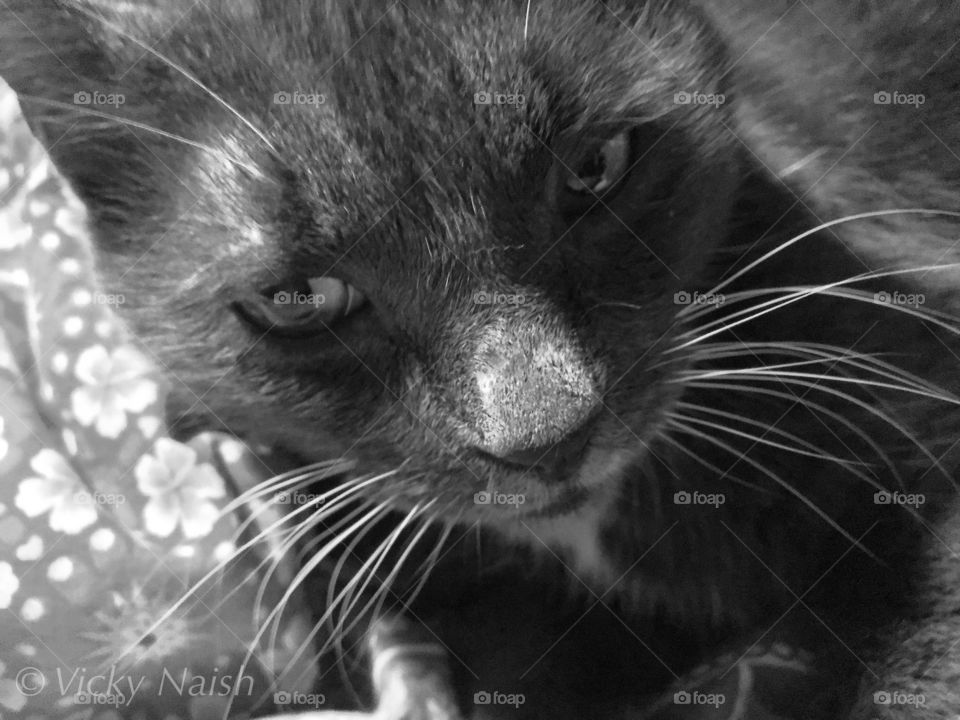 My pretty grey cat may look grumpy but he is the biggest sucker for attention. He just doesn’t like when I interrupt his slumber to take his picture. But boy does he love to snuggle! 