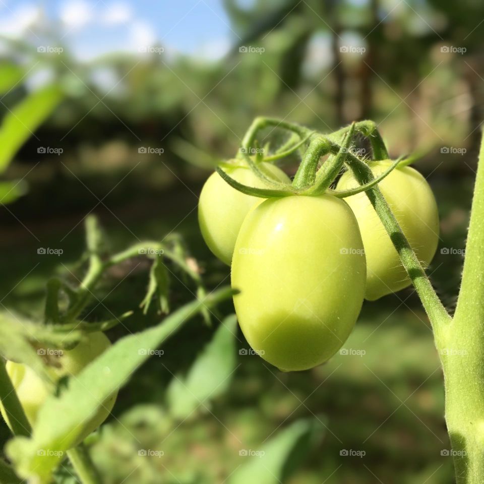 Organic tomatoes in the garden 