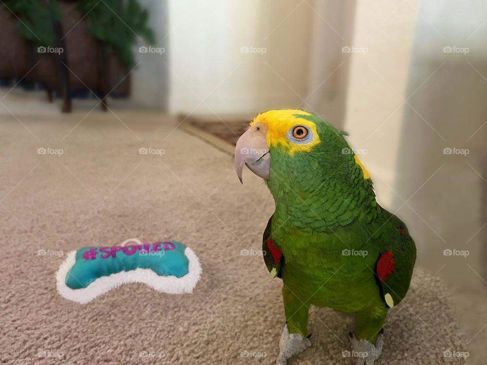 Sonny the Amazon parrot drops his toy to smile for the camera.