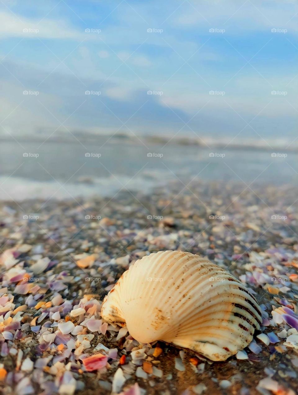 Shell 🐚 🐚