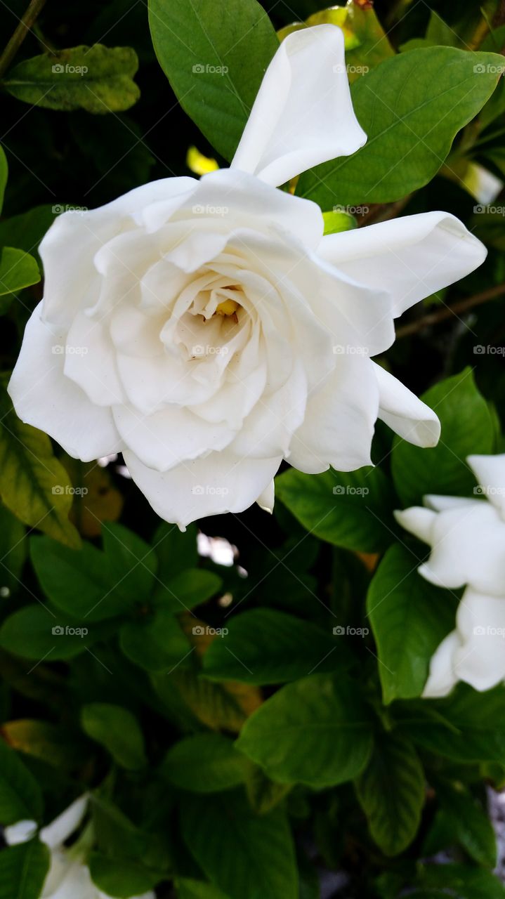 Close-up of blooming white flower