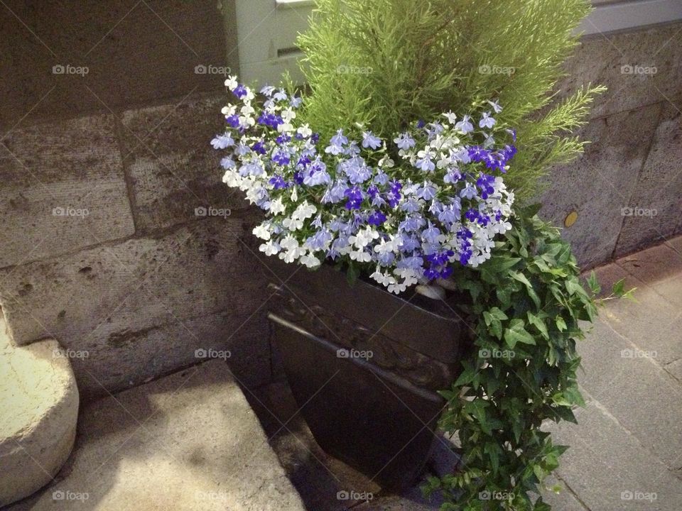Purple flowers in iron pot 