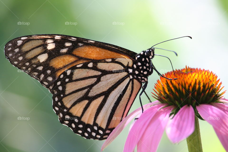 Monarch butterfly on an echinacea flower