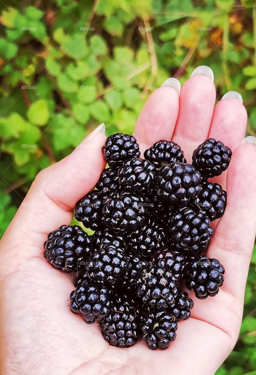 BlackBerries