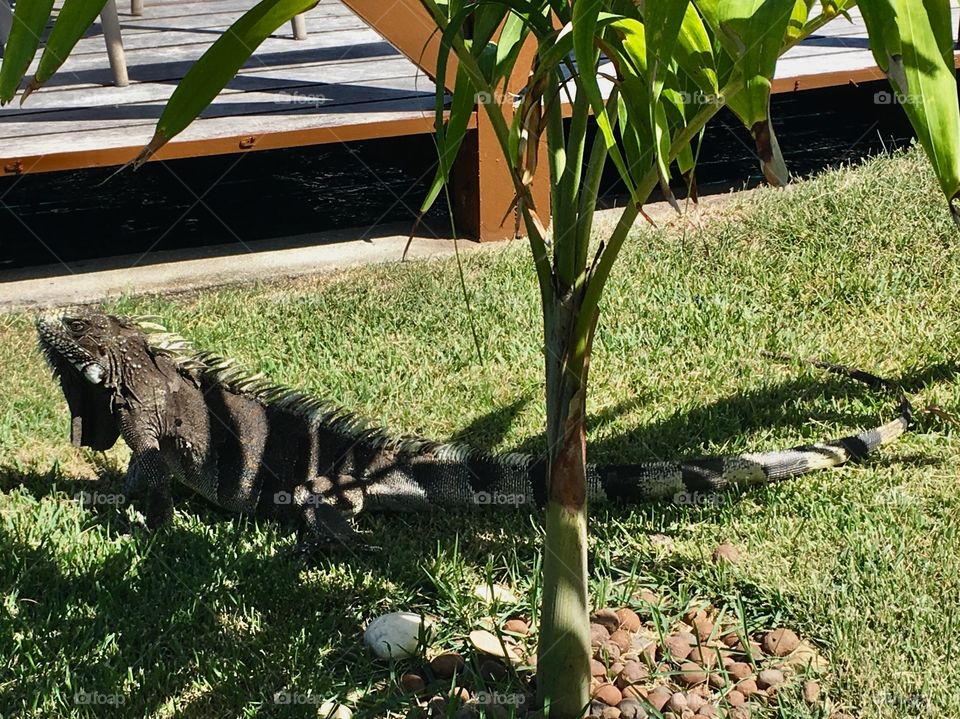 Aqui a natureza vive em harmonia com o homem. Vejam só essa iguana descansando na sombra da árvore! 🦎