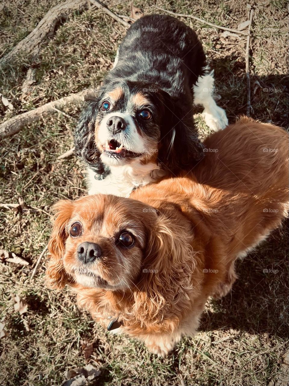 One of the best dog breeds ever is the Cavalier King Charles Spaniel 