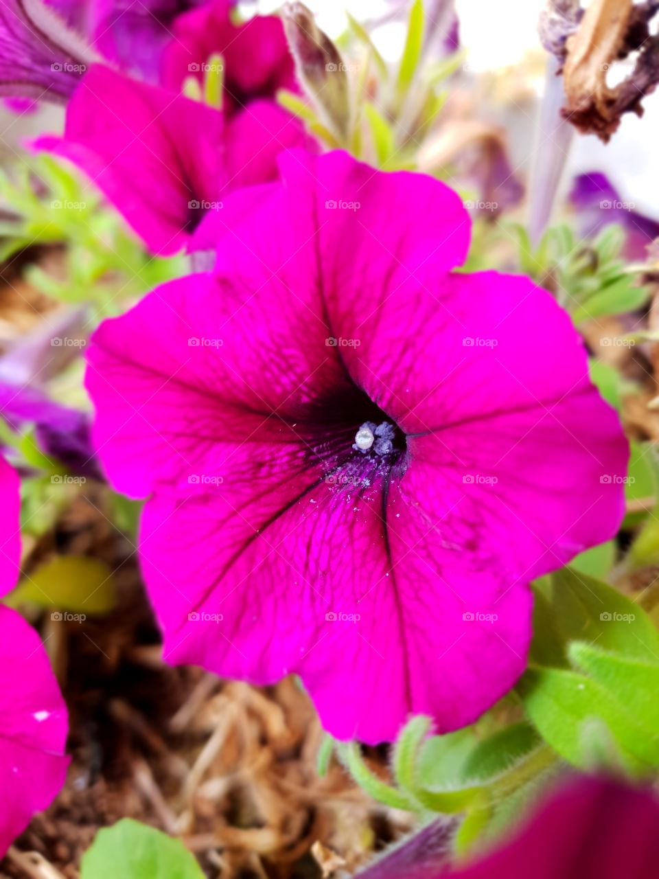 Bright Pink Flower