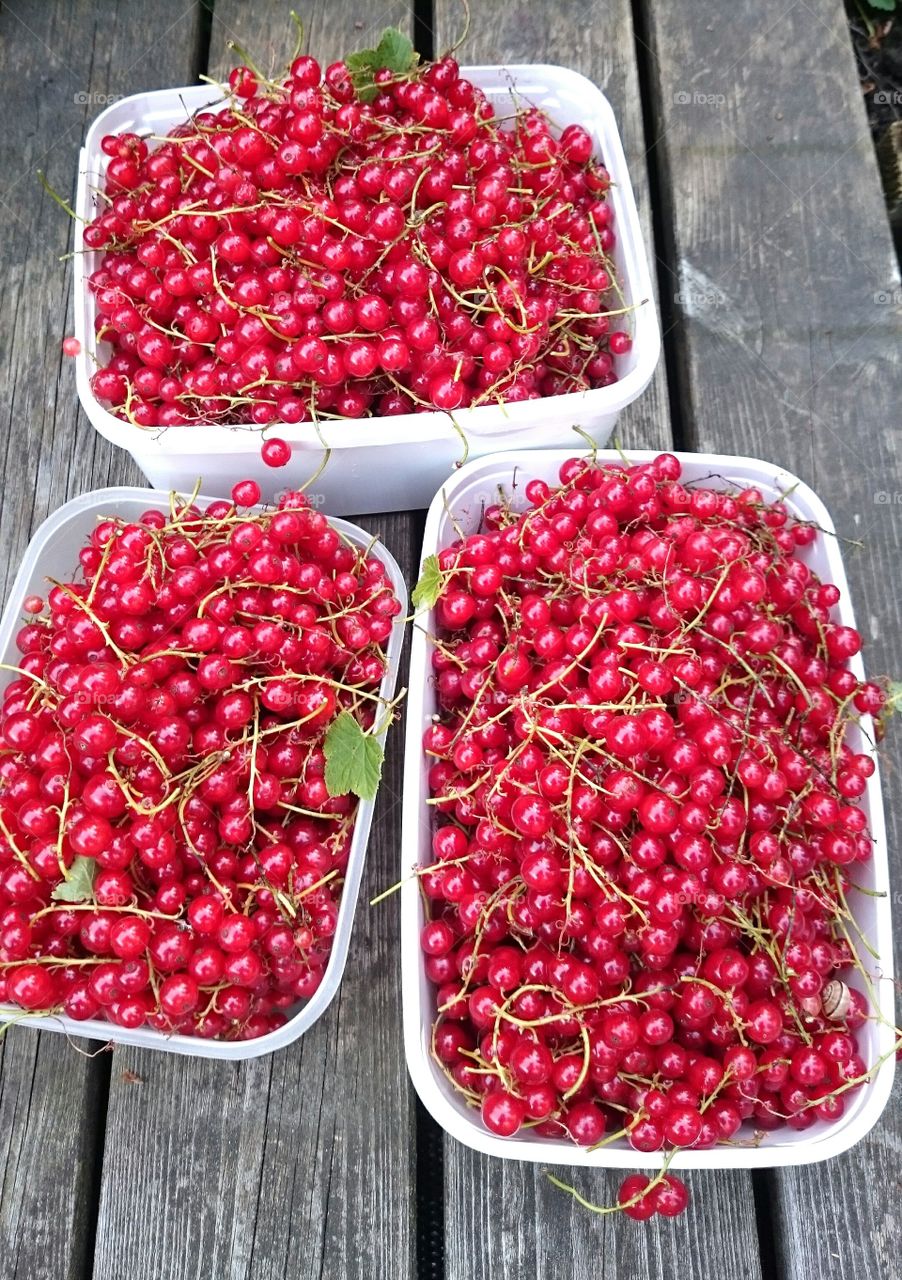 red berries