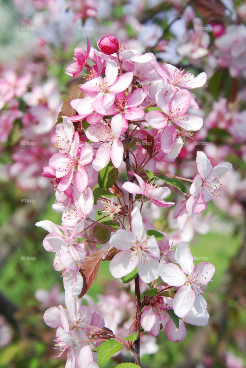 Blooming cherry tree. Spring time.