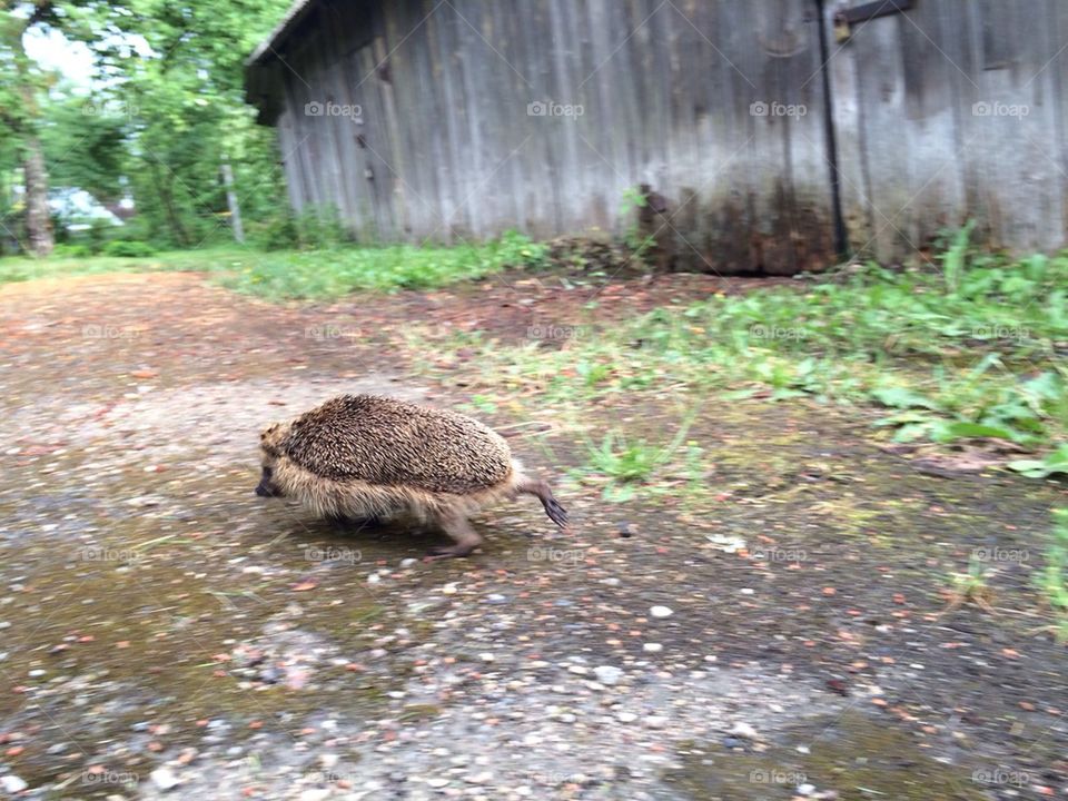Hedgehog