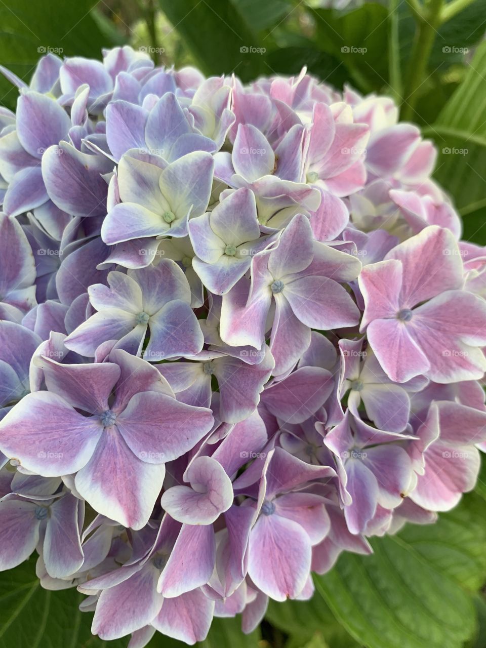 unusual multicolored hydrangeas