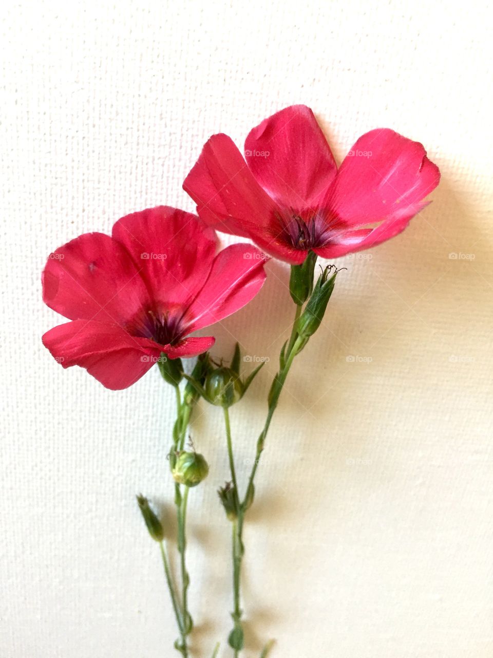 Red Wildflowers