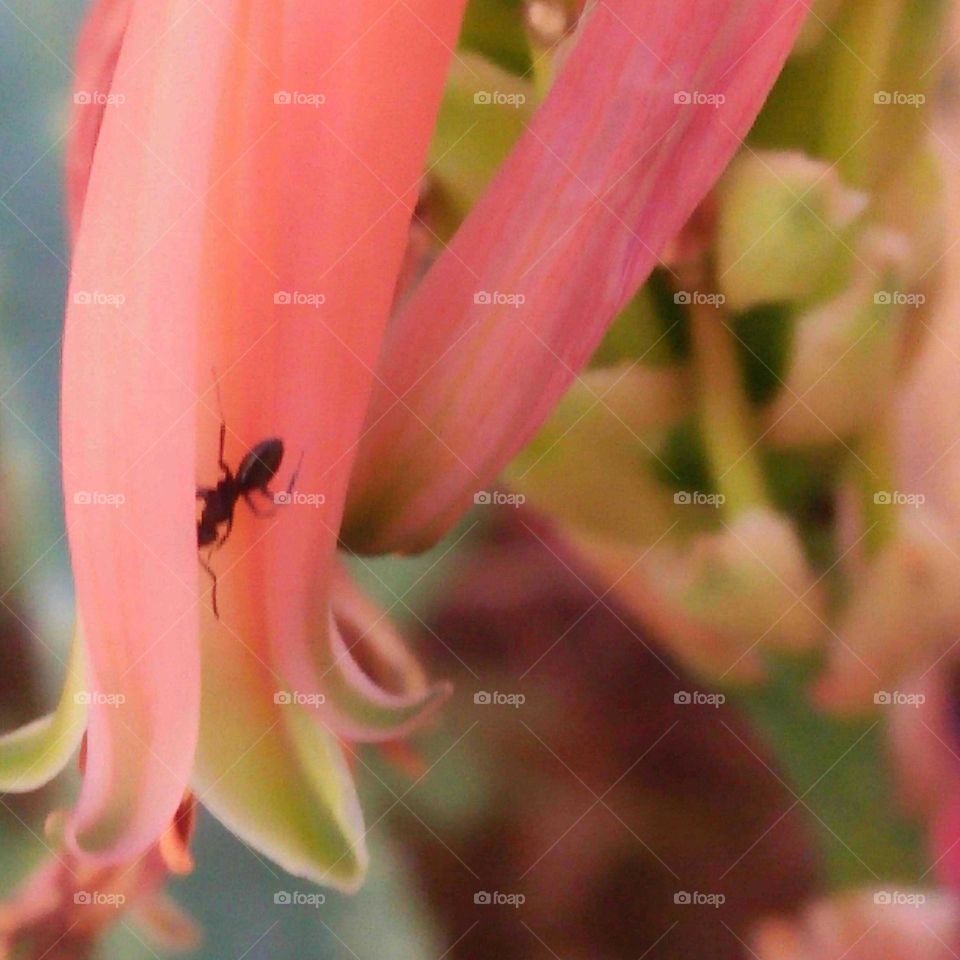 Beautiful and small black aunt on a pink flower.