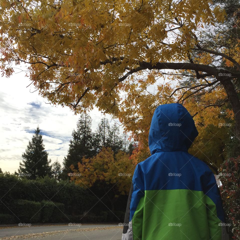 Kid watching yellow leaves in autumn