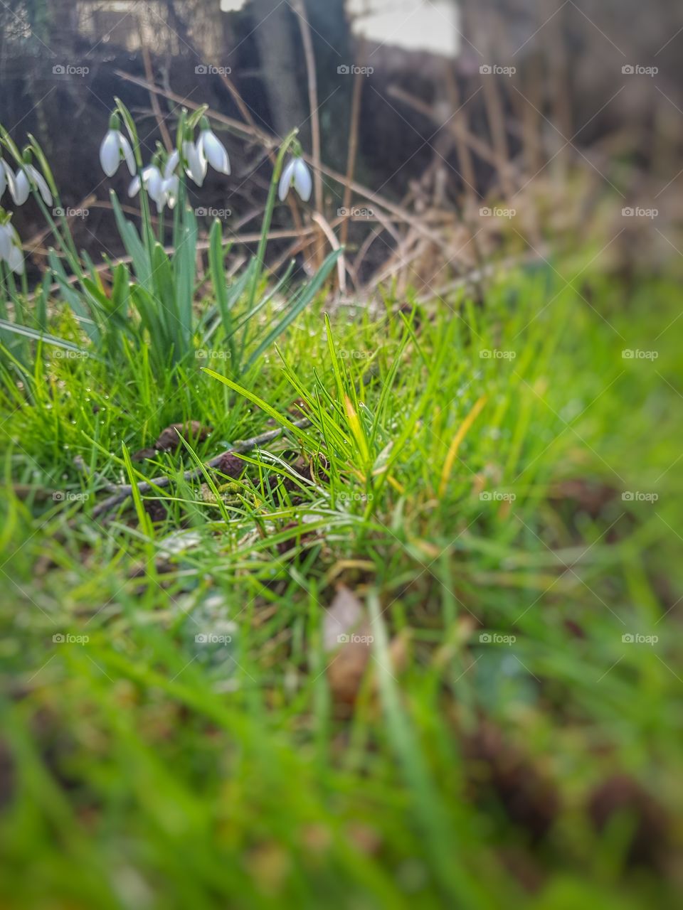 Another Bellflower Art