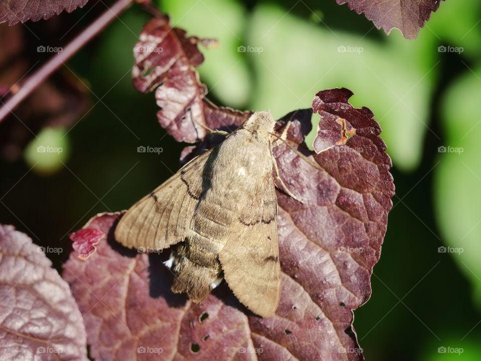 Close up portrait of hummingbird hawk-moth