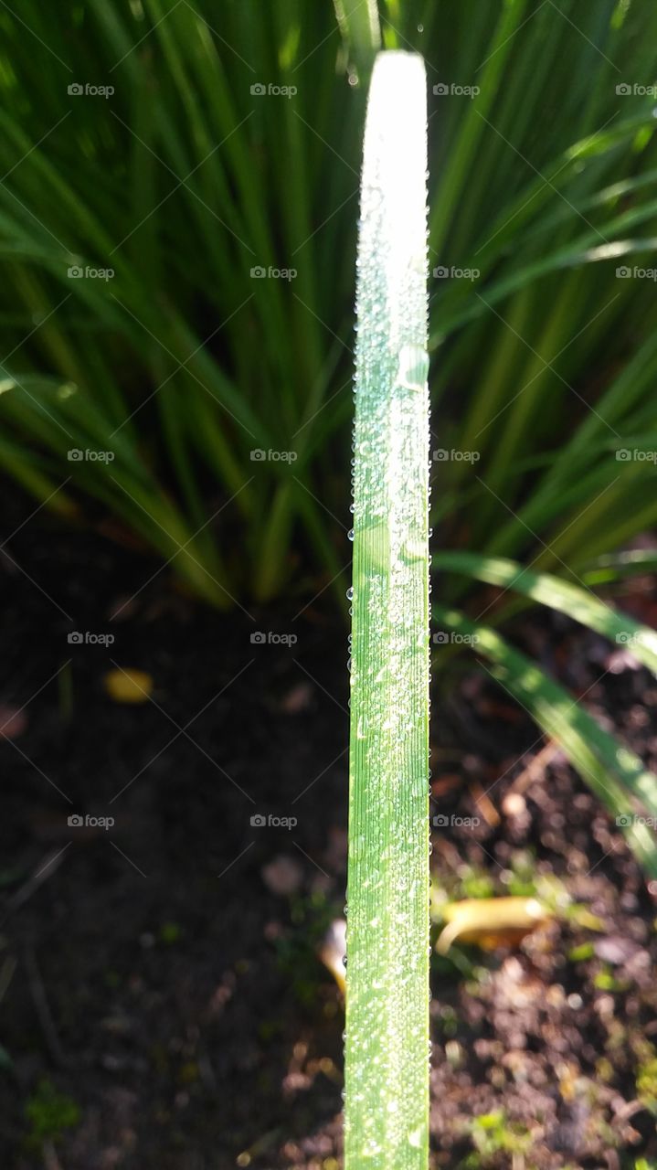 sunlit water drops on a blade of grass