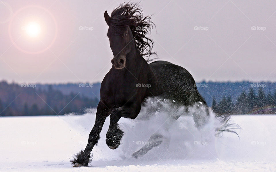 Snow, Winter, Cold, No Person, Cavalry