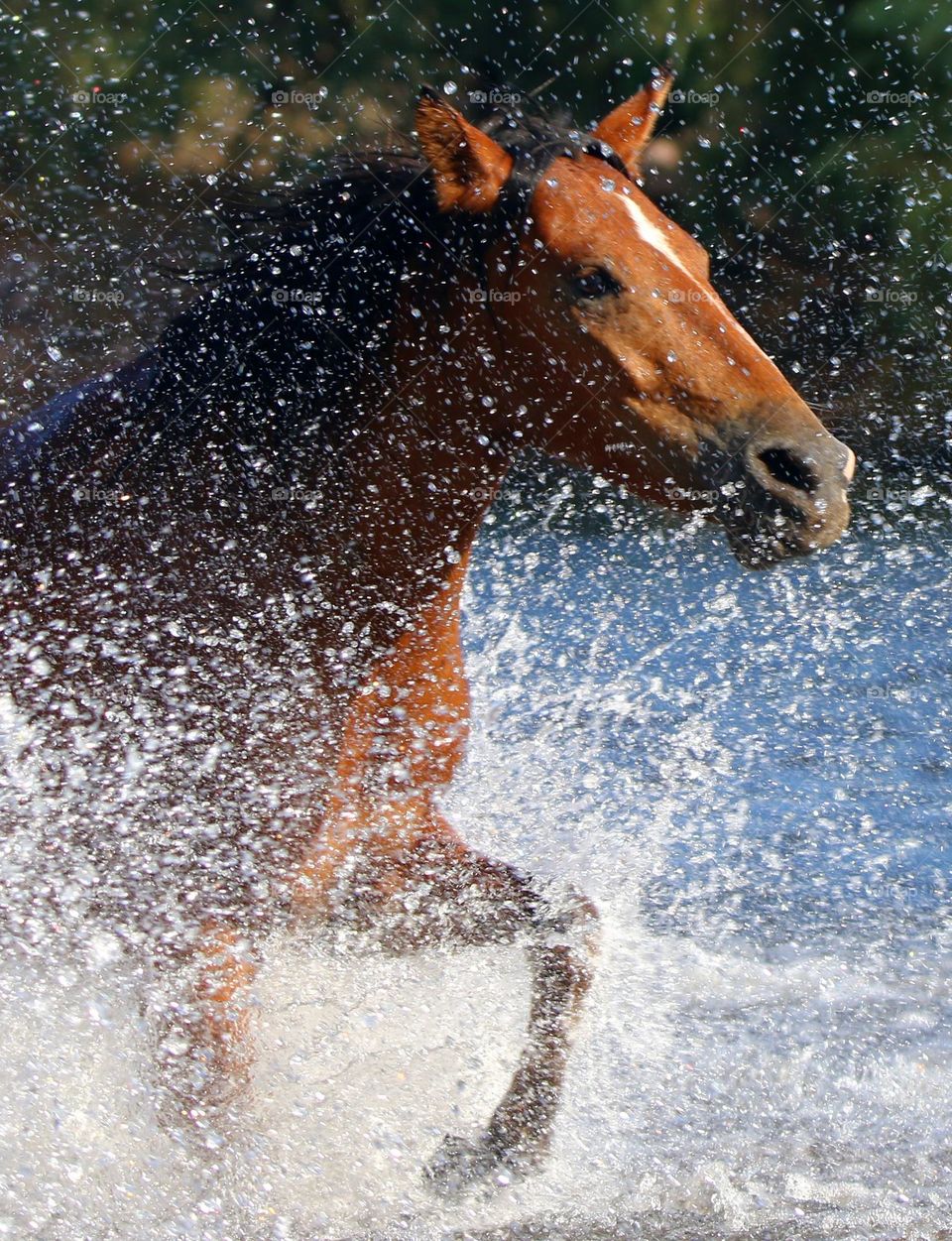 Wild Horse Running in River