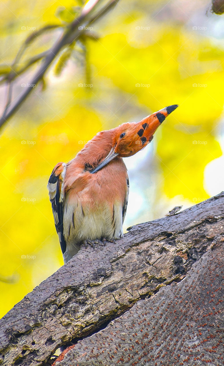 A Eurasian hoopoe perched on a tree grooming itself... Giving us a peek of it's magnificent colours... On the backdrop of colourful fall pallete