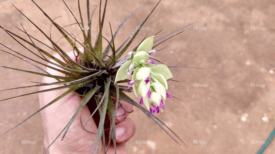 Maravilhosas flores naturais.