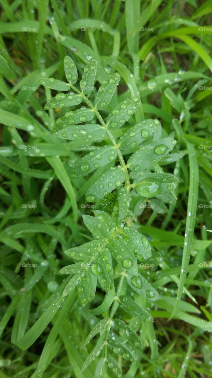 after raining drops